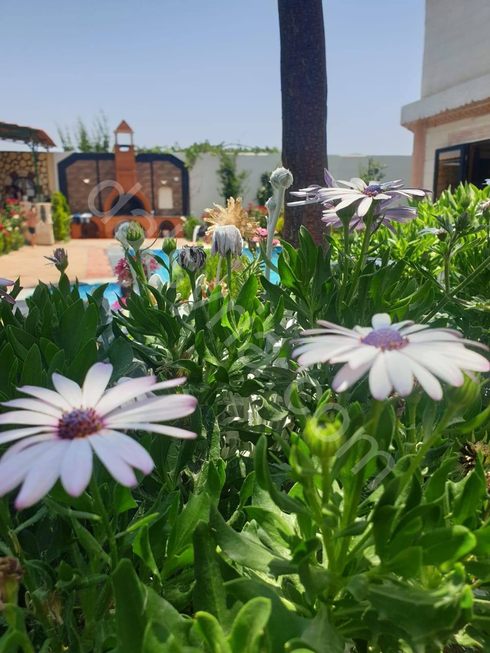 للبيع مزرعة 750م في حرستا