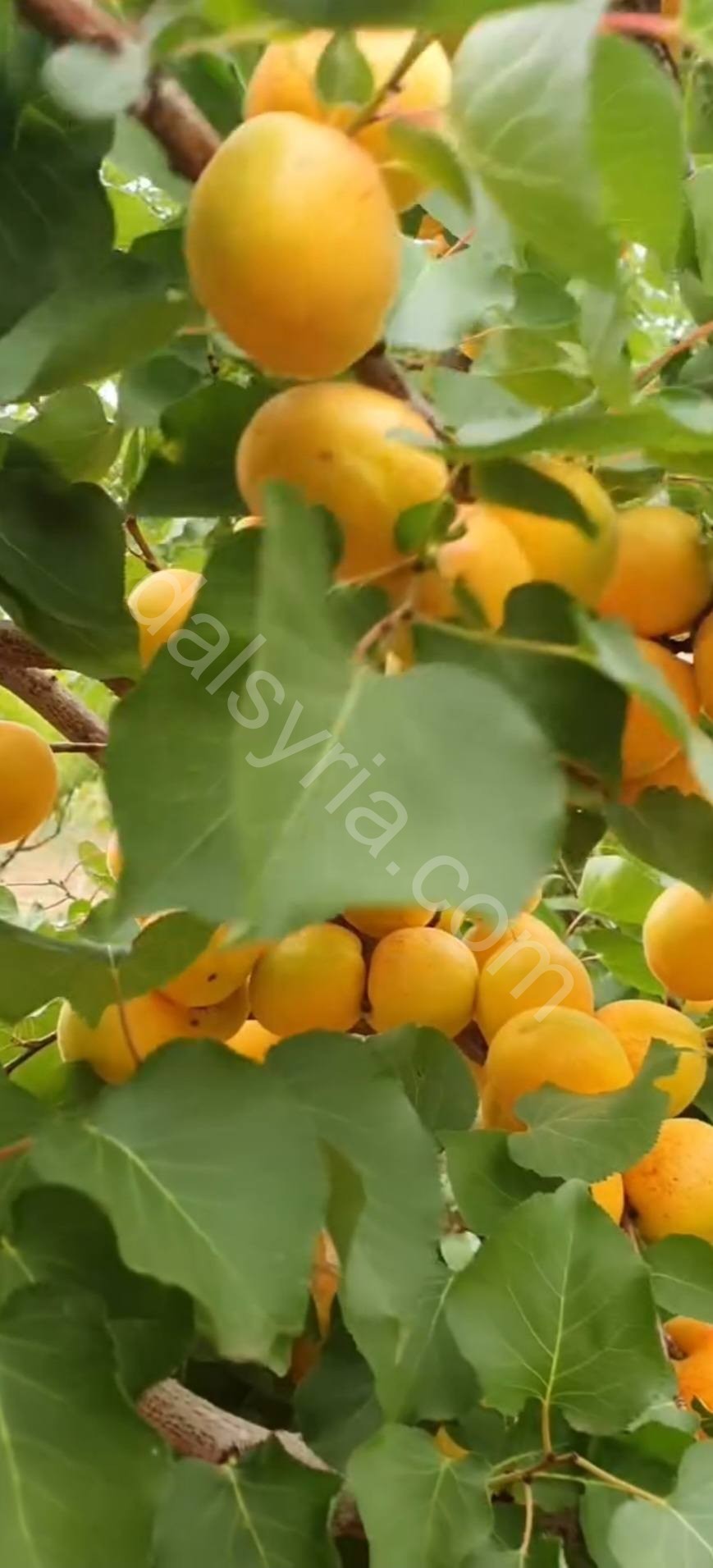 للبيع 2700 م في الزبداني