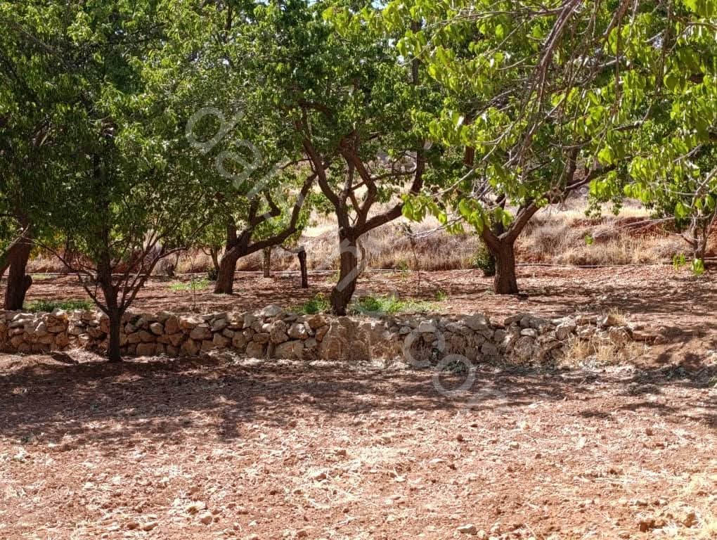 للبيع ارض 1000 م في الزبداني