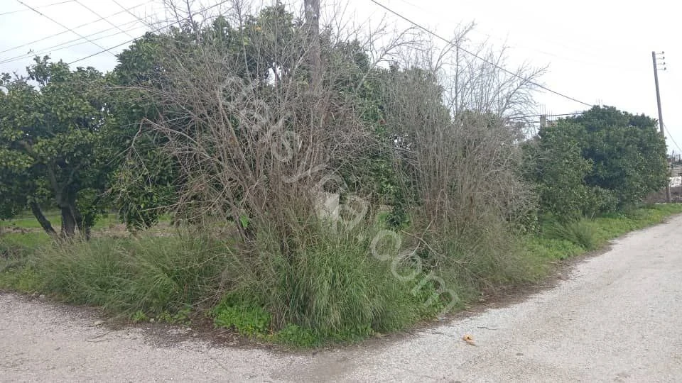 للبيع ارض زراعية 1300م في اللاذقية الجنديرية