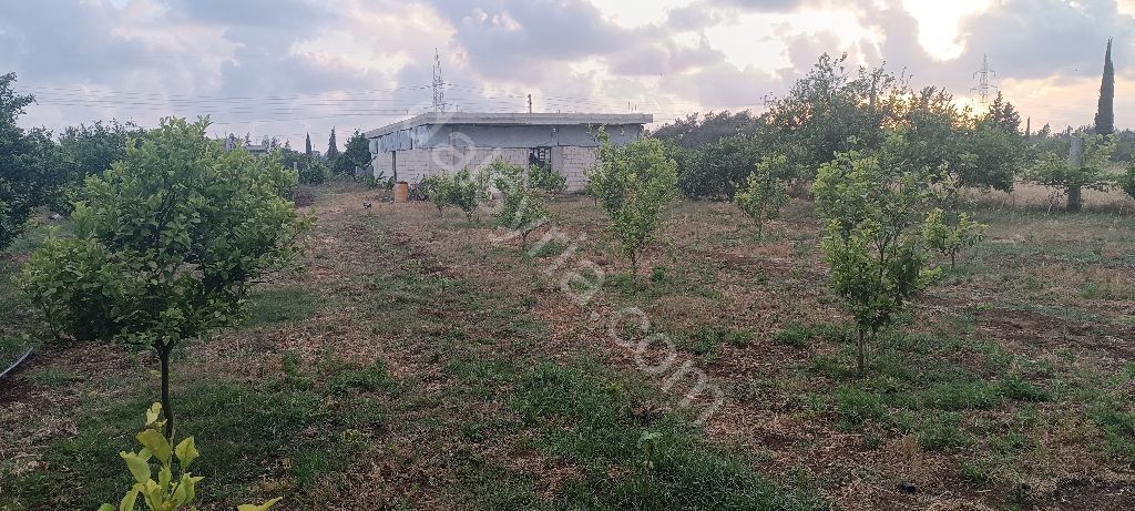 للبيع مزرعة 5 دنم في اللاذقية