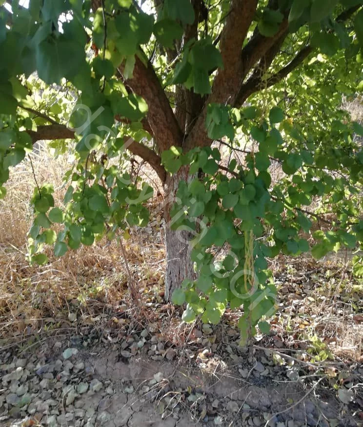 للبيع ارض زراعية 5280م في ربلة