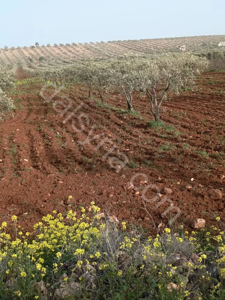 للبيع ارض زيتون 32.5 دونم في ريف حلب